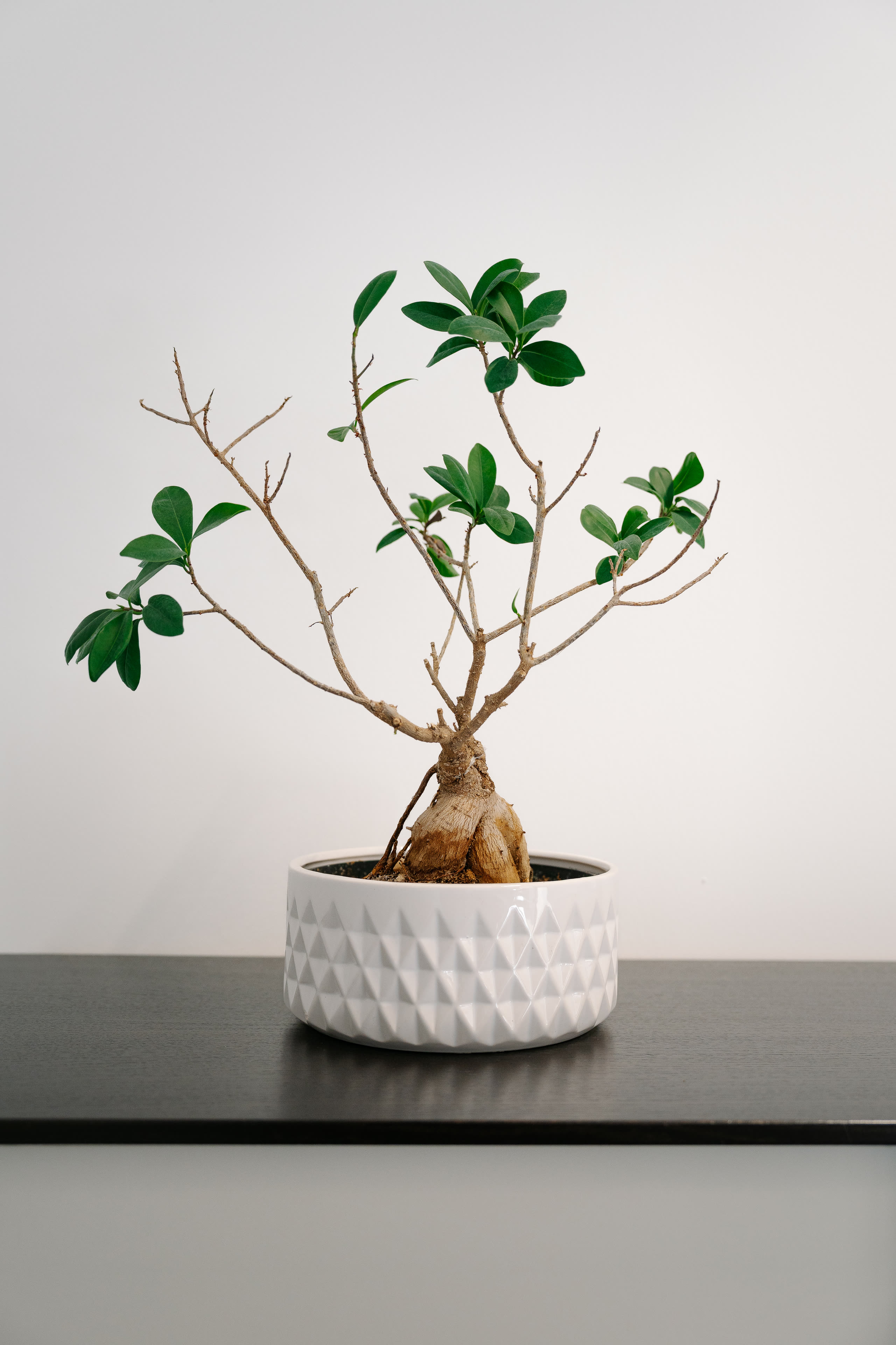 Bonsai in der Kanzlei